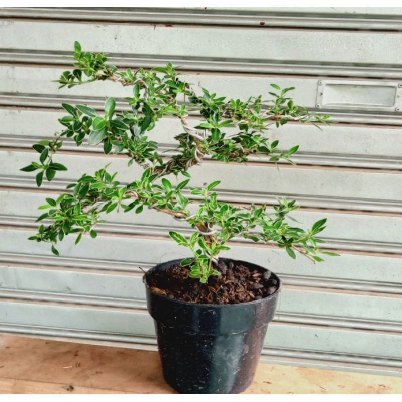 tanaman hias bonsai mirten - Tanaman bonsai mame mirten