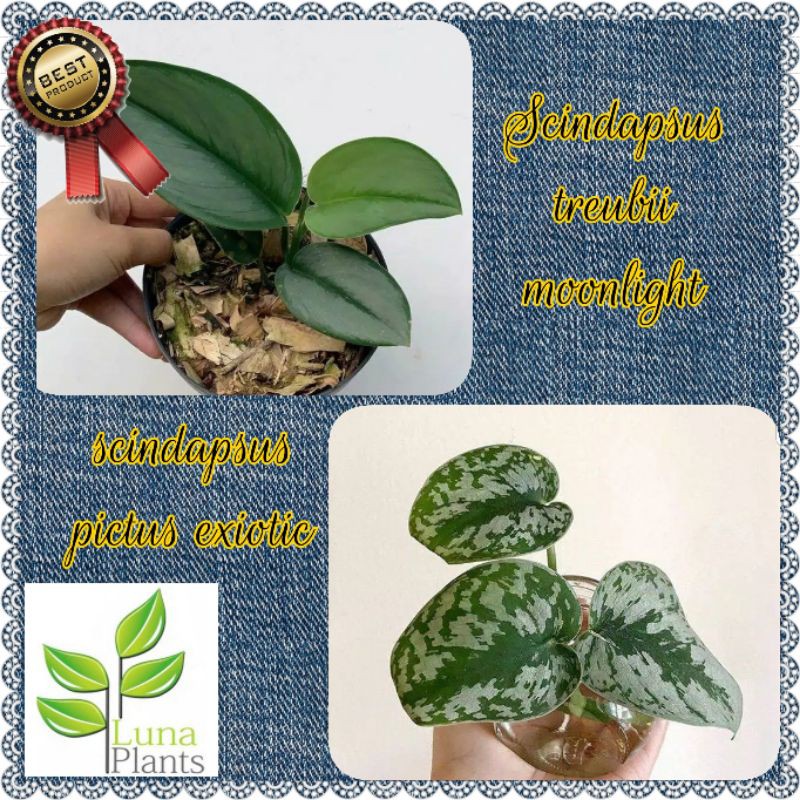 Tanaman hias paket scindapsus - scindapsus moonlight - scindapsus pictus exiotic
