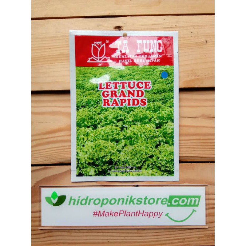 Benih Bibit Biji Selada Hijau Grand Rapid Hidroponik