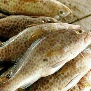 

Ikan Kerapu 1 kg | FREE minimal belanja 69rb CEK DESKRIPSI