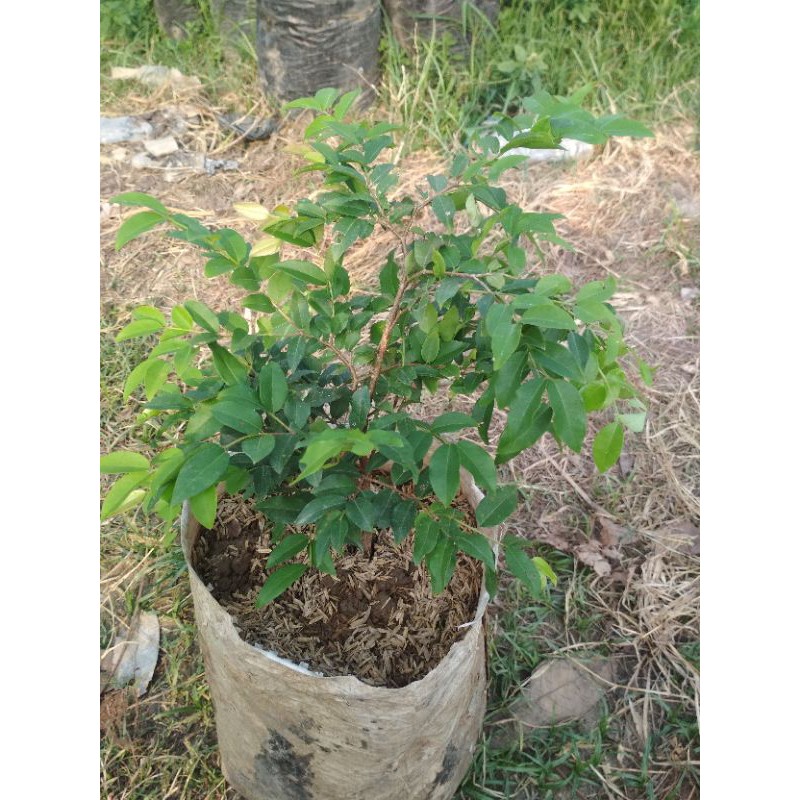 

Bibit Anggur Pohon