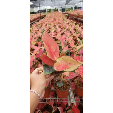 Aglonema suksom pelangi