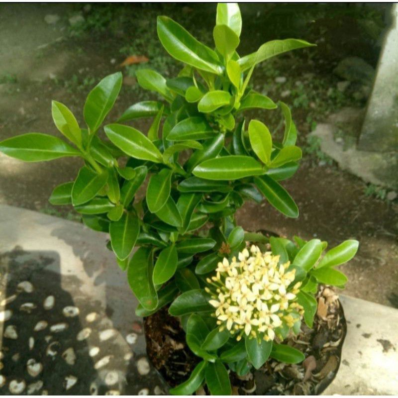 Tanaman Hias Soka Bunga Kuning (Pohon Soka Bunga Kuning) Tanaman Hias