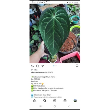 anthurium magnificum norte