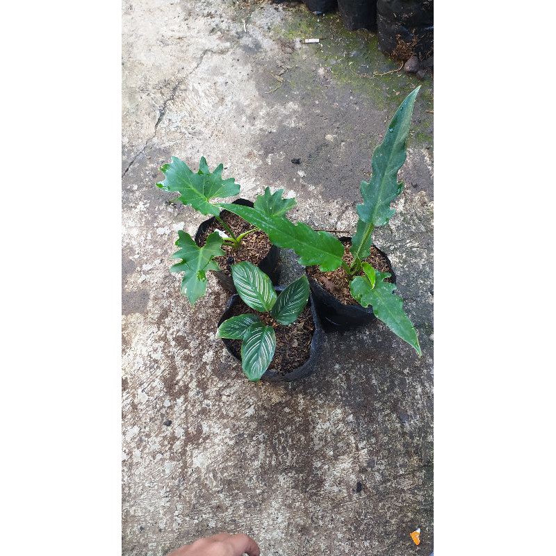 TANAMAN HIAS PAKET 3 TANAMAN,PINK STRIP,PHILO GERGAJI,SELLOUM