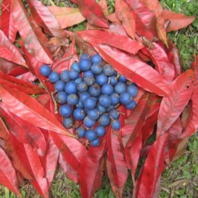 1000 GR BIJI BENIH POHON JENITRI REVO CL3N