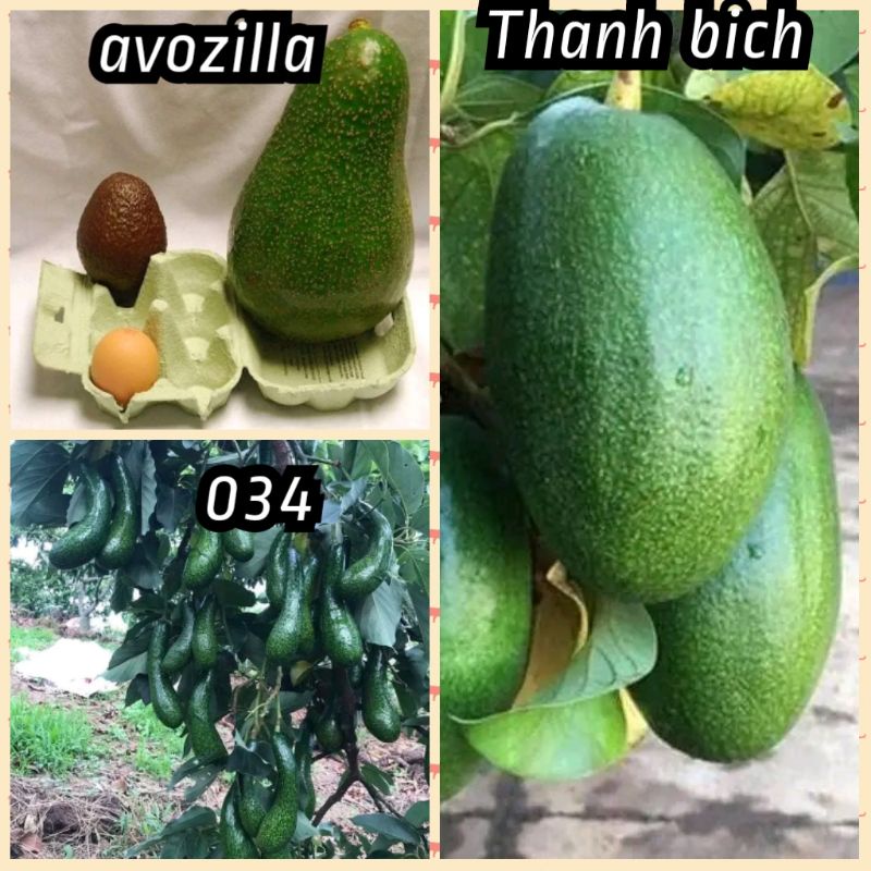 bibit alpukat import. 1paket isi 3 bibit