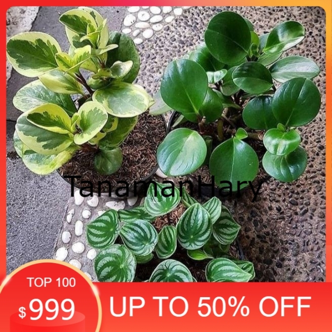 paket 3 tanaman hias peperomia - peperomia watermelon - peperomia teplant variegata - tanaman hias