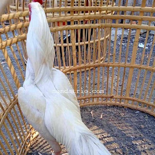 TELUR AYAM BANGKOK PUTIH NASIONAL UNTUK DITETASKAN FERTIL ASLI