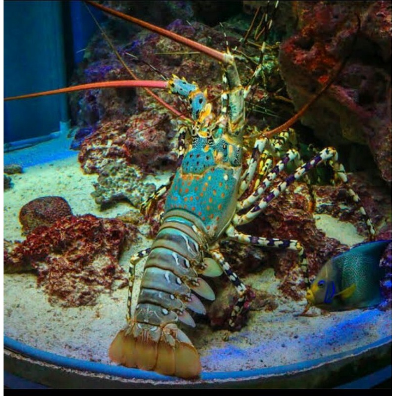 lobster laut 1kg
