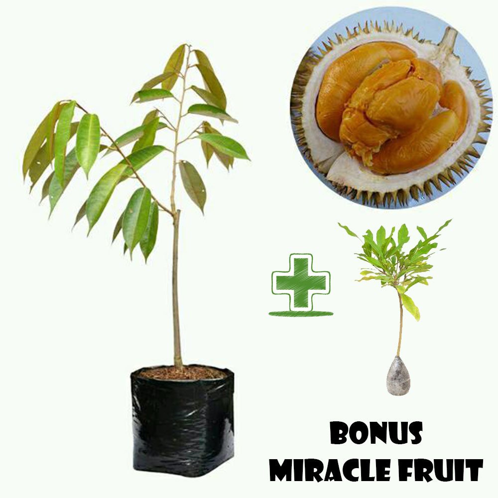 Bibit Durian Duri Hitam Bonus Miracle Fruit