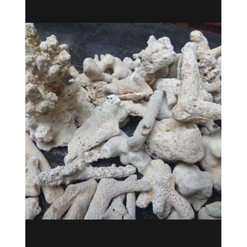 

Karang Jahe 10kg 50k