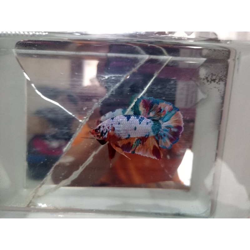 Cupang Candy Rainbow Jantan