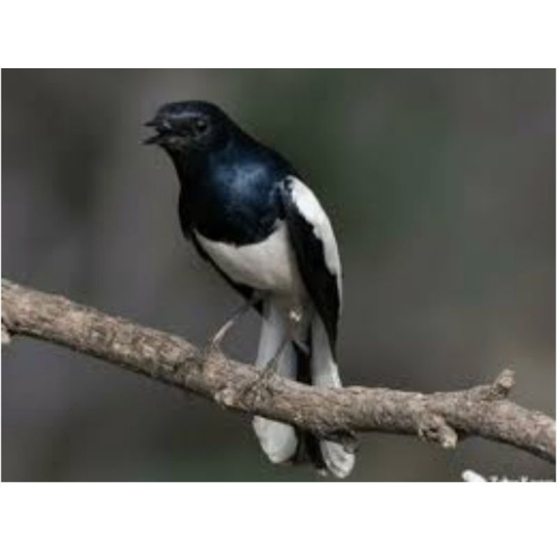 Kacer Dada putih prospekan Jantan