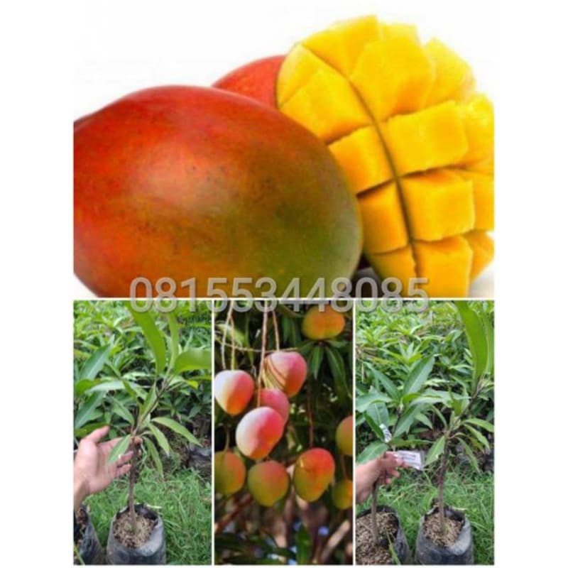 

mangga gedong gincu
