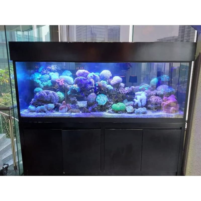 61 Jasa Dekorasi Aquarium Air Tawar Gratis