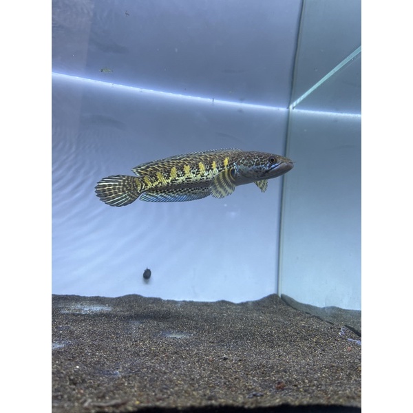 chana auranti 10-15 cm