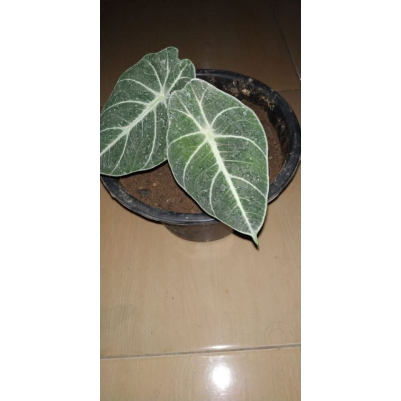 alocasia black velvet remaja