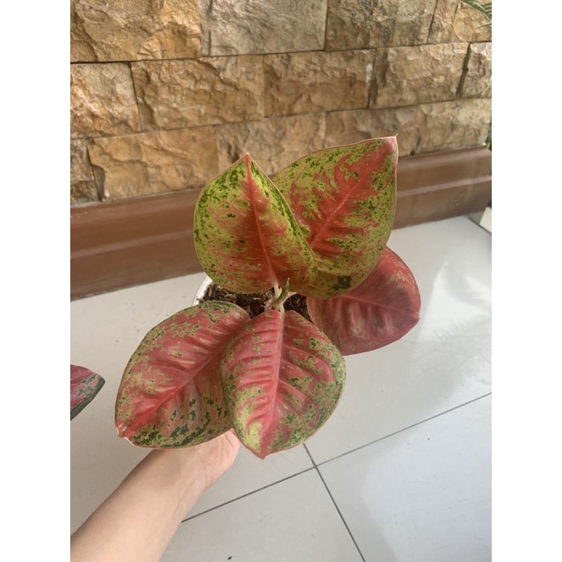 aglaonema mahasety