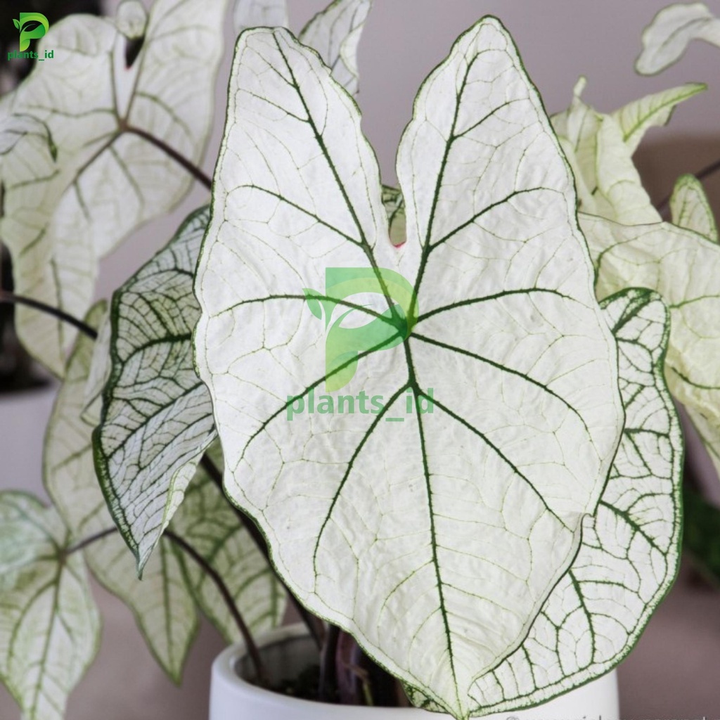 Caladium White Christmas Caladium White Caladium Candidum Keladi Putih Keladi Hias Tanaman Hias Kela
