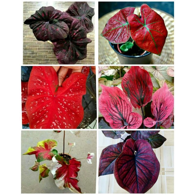 4 paket tanaman hias umbi caladium thailand keladi hias