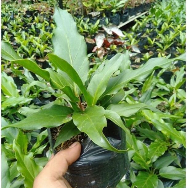 Jual Promo Anthurium Gelombang Cinta Shopee Indonesia 1706