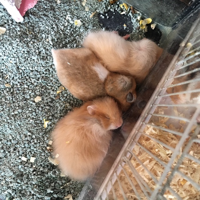 Hamster Syrian Long Hair/Short Hair