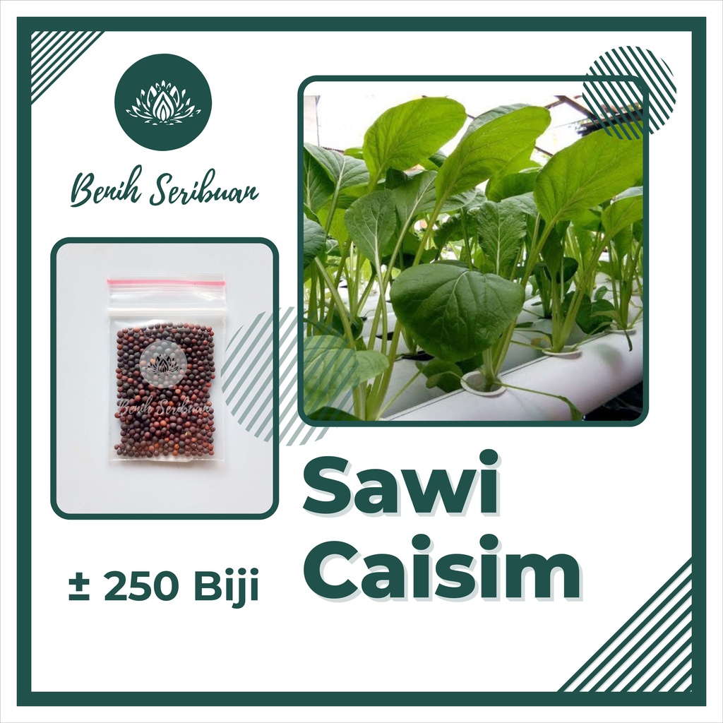 TERMURAH Benih Sayuran Bibit Sayuran Hidroponik Kangkung Bayam Kol Kubis Sayur Sawi Pakcoy Selada-SAWI CAISIM