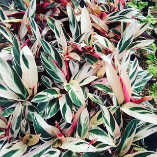 Bunga calathea nerah putih hidup Shopee Indonesia Bunga calathea nerah putih hidup Shopee Indonesia