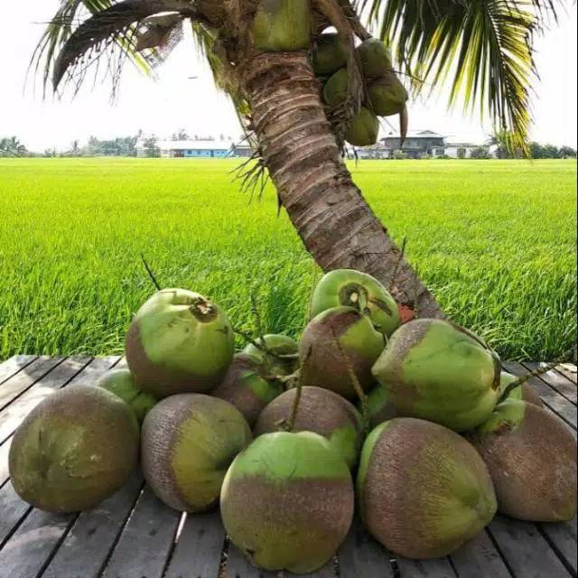 Bibit Kelapa Pandan Super Berkwalitas