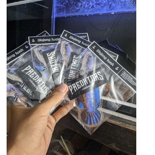 Jangan Diklik MURAH WAYANG UNTULAN CHANNA ANDRAO, PLEURO, STEWARTI, ASIATICA, YELLOW SENTARUM #Terba