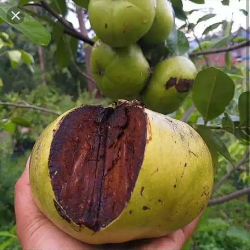 Bibit black sapote