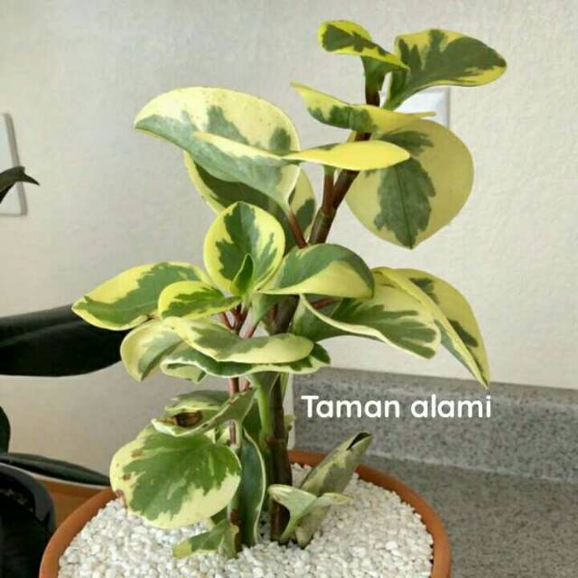 Tanaman hias indoor peperomia varigata - pohon peperomia varigata