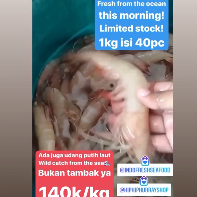 

Udang putih laut