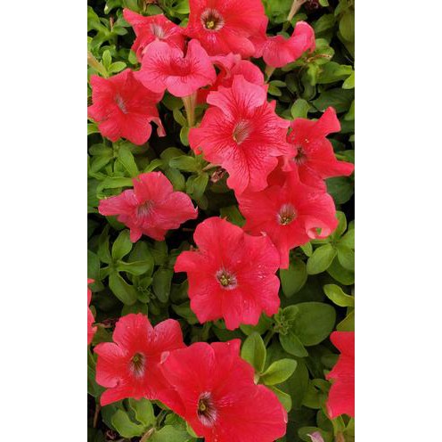Benih Bunga Petunia Tritunia Red F1
