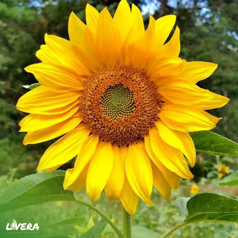 Jual Biji Benih Bunga Matahari Sunflower Seed Shopee Indonesia