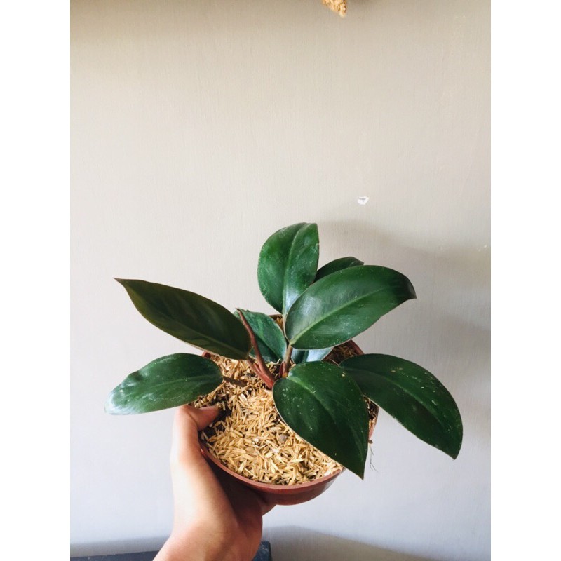 Philodendron red congo