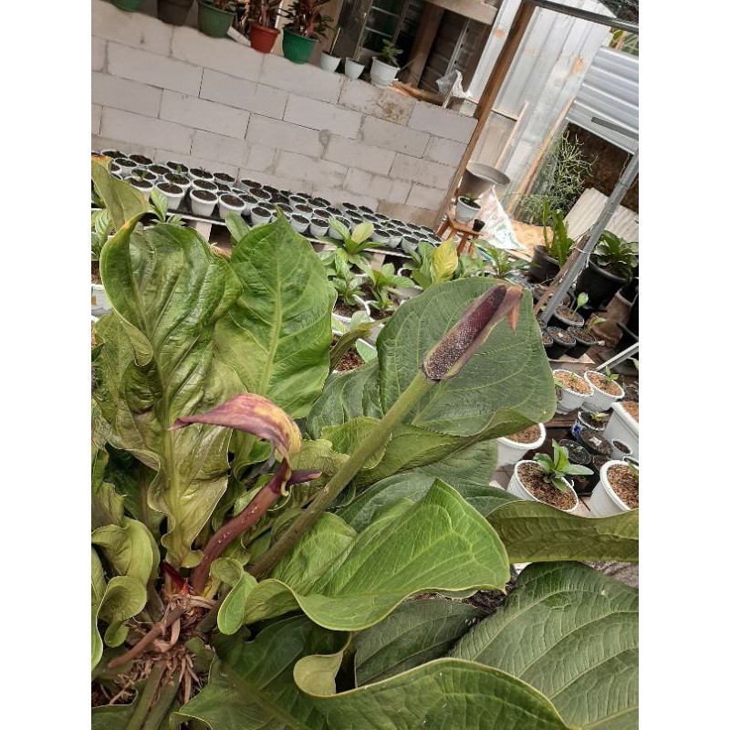 biji jemani jaipong var samar2