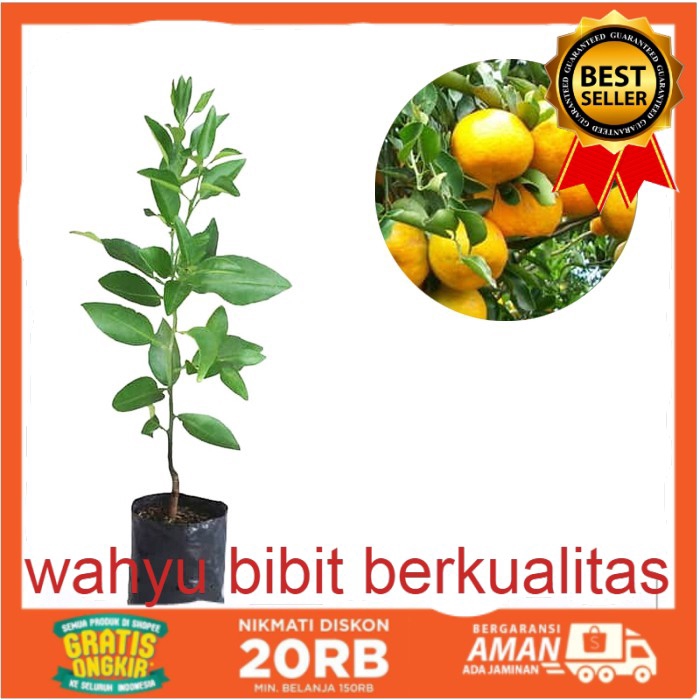 

PROMO PAKET JERUK (JERUK CHOKUN, JERUK BABY, JERUK SANTANG)