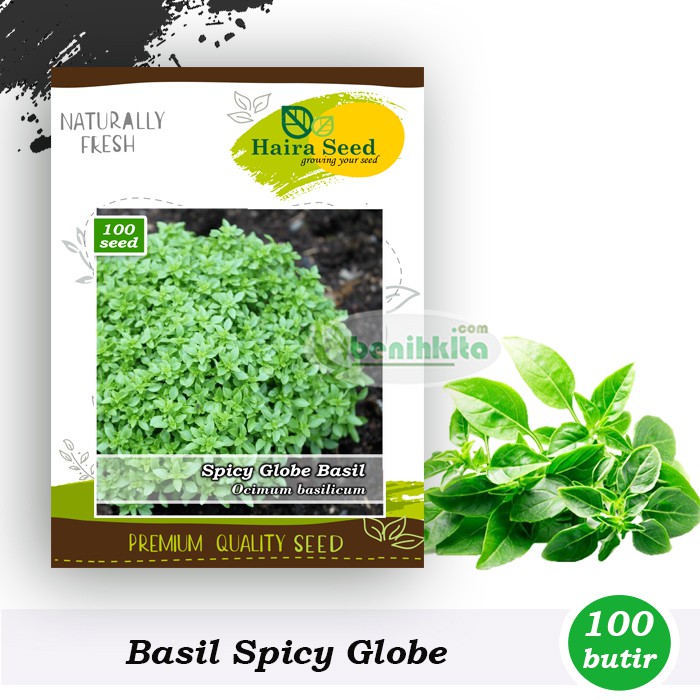 Benih-Bibit Basil Spicy Globe (Haira Seed)