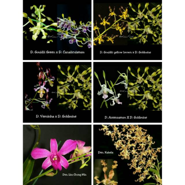 Anggrek dendro bibit botol