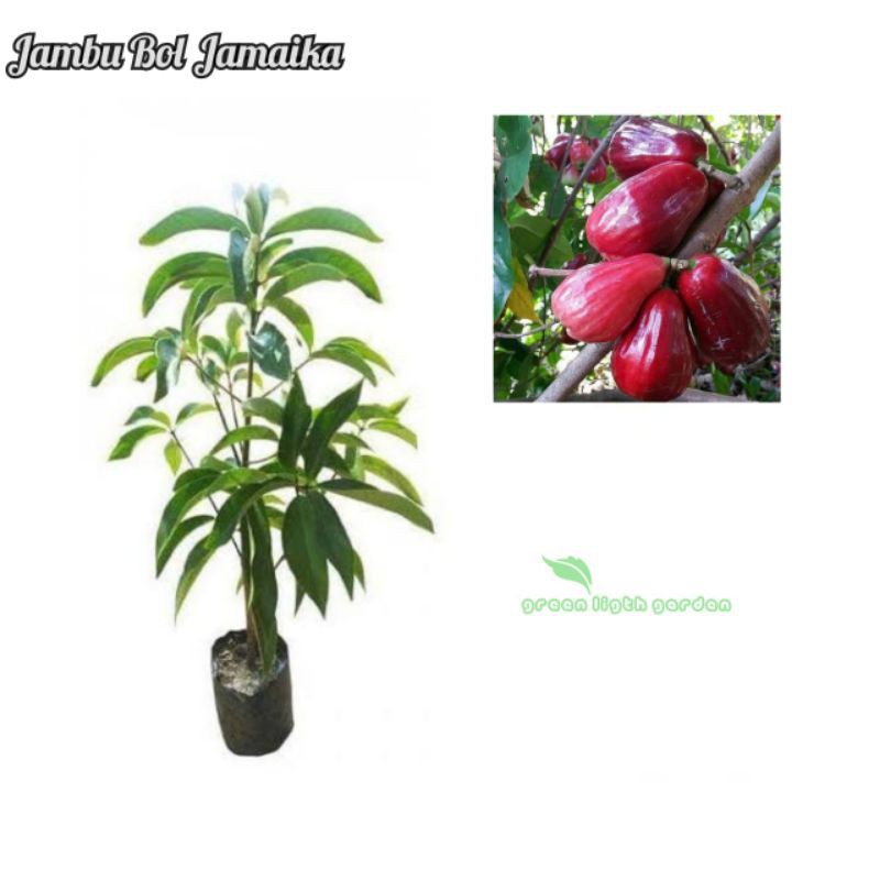 Bibit Buah Jambu Bol Jamaika / Jambu Darsono