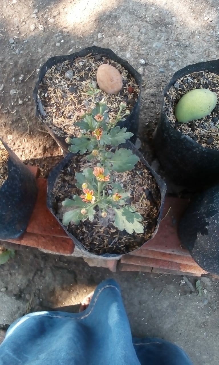 Polibag Polybag Tanaman Peralatan Berkebun Ukuran 30 X 30 Cm