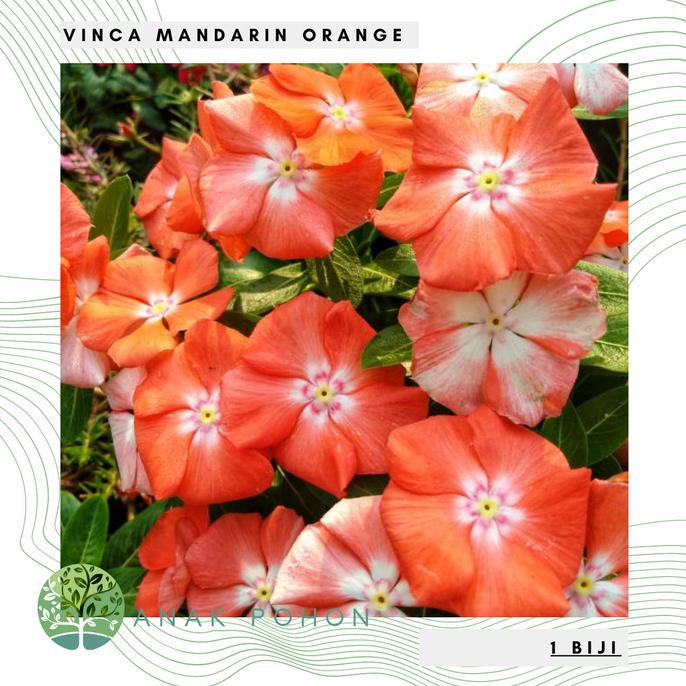 Benih Bibit Biji - Bunga Vinca Mandarin Orange Flower Seeds (5 biji) ANPN62