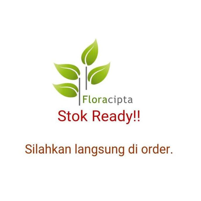 a1 bibit pohon jeruk bali - tanaman buah jeruk bali - pamelo - besar kk”