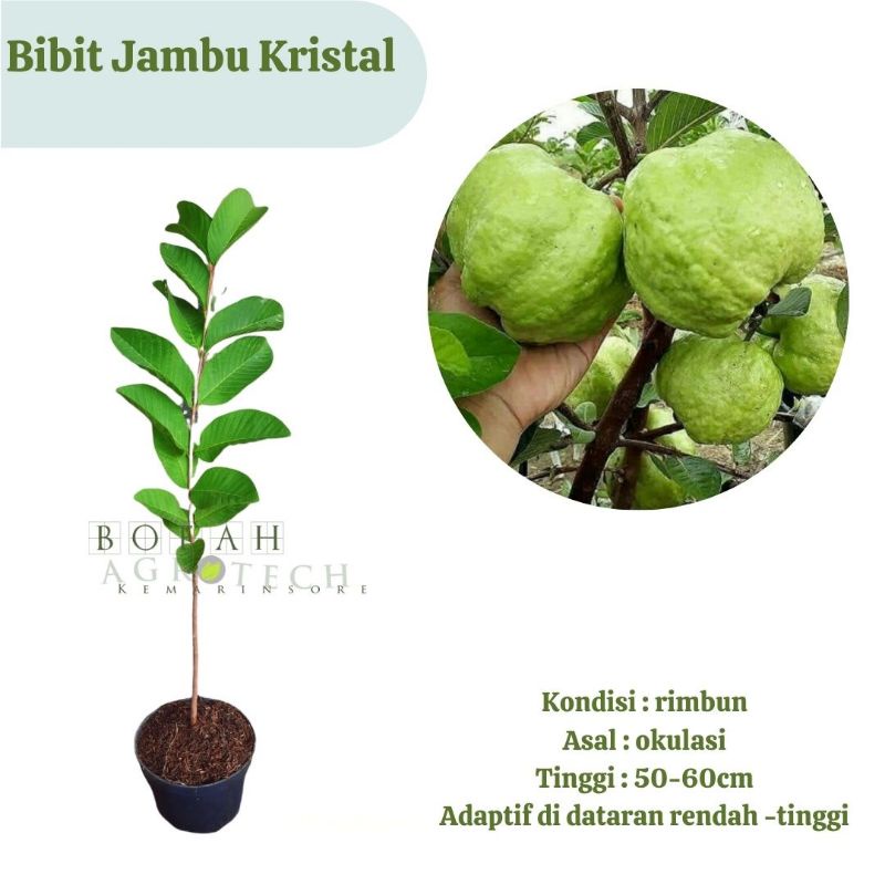 Bibit Tanaman Buah Jambu Kristal Okulasi Genjah (Jaminan Original)