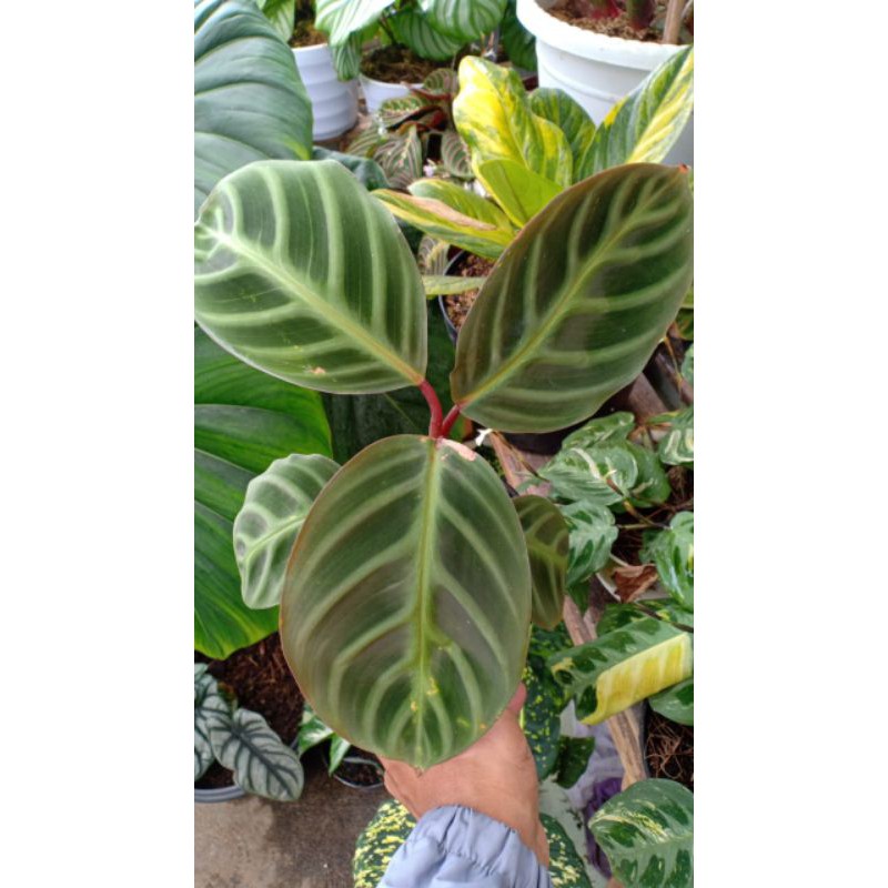 Tanaman Hias Maranta Calathea Ecuadoriana