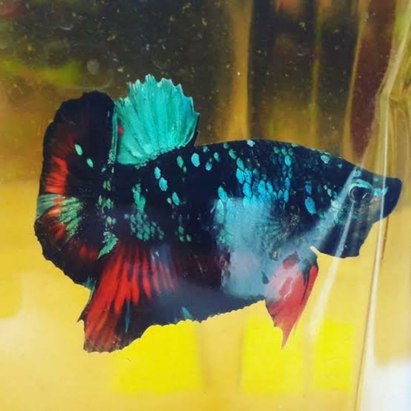 ikan cupang avatar gordon Line Avatar ( Asli Bahanan Avatar )