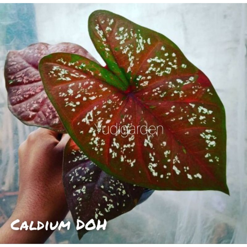 keladi DOH/caladium DOH keladi Deep of heart(DOH)/
