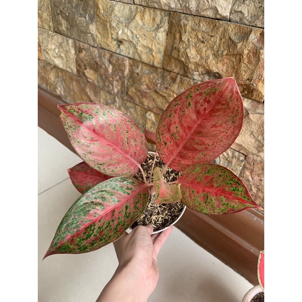 aglonema sexilia sexylia